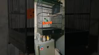 Download Lagu KeN2 Kenedi MP3