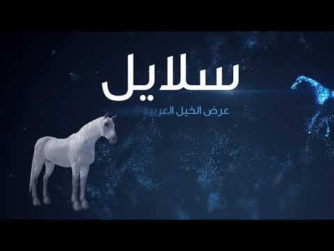 Horse Auctions And Horse Sales De Shazer Arabian SALAYEL Arabian