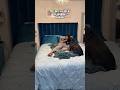 POV: Me & my dog in neighbor's business #shorts #dog #funny  #doglover