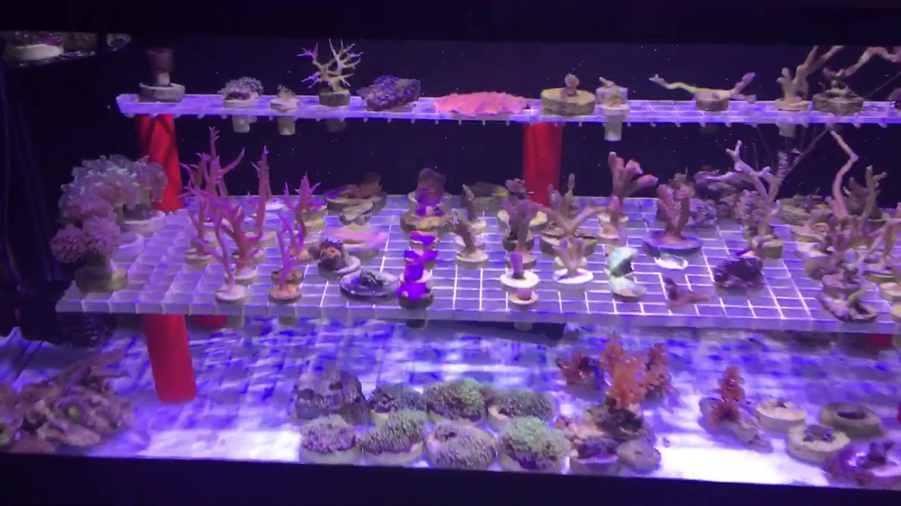 20 Gallon Frag Tank - Mistakes and Corrections - YouTube