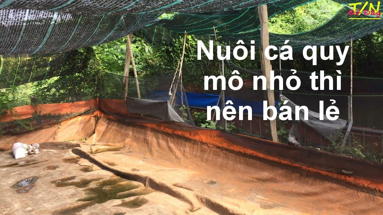 Chia sẻ cách nuôi cá rô quy mô nhỏ lẻ mà vẫn có lời | Đó đây TN