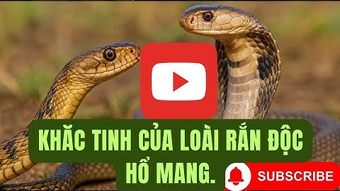 Koningscobra: de aartsvijand van de cobra