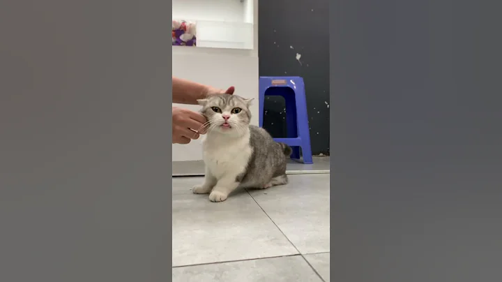 Watch the video about Munchkin Cat - Angry face cat, so hard to shoot a video her#cute #cat #munchkin #funnyvideo