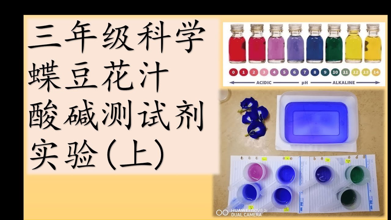 三年级科学实验 蝶豆花汁酸碱测试剂 上 Youtube