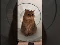 Only Cat Owners Will Understand This 😭