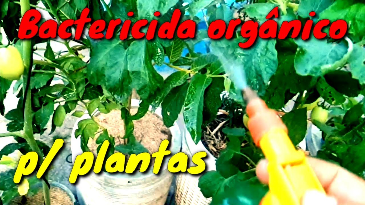 Bactericida orgânico mais potente que existe para as plantas