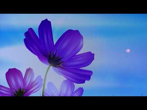 松田聖子　　　歌ってみた　『風立ちぬ』　　Cover     　　松原　樹