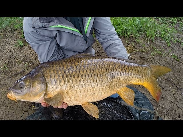 Carp Fishing in Rivers - How to Catch Carp in Rivers - River Fishing for  Carp 