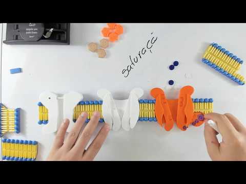 Vídeo: O que os canais de membrana fazem?
