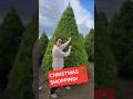 gotta get the FRESHEST Christmas tree so they last through holidays! #christmas #christmastree #xmas