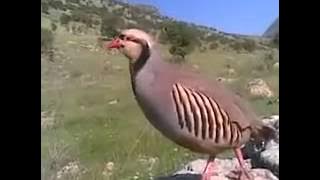 صوت حجل...رائع..