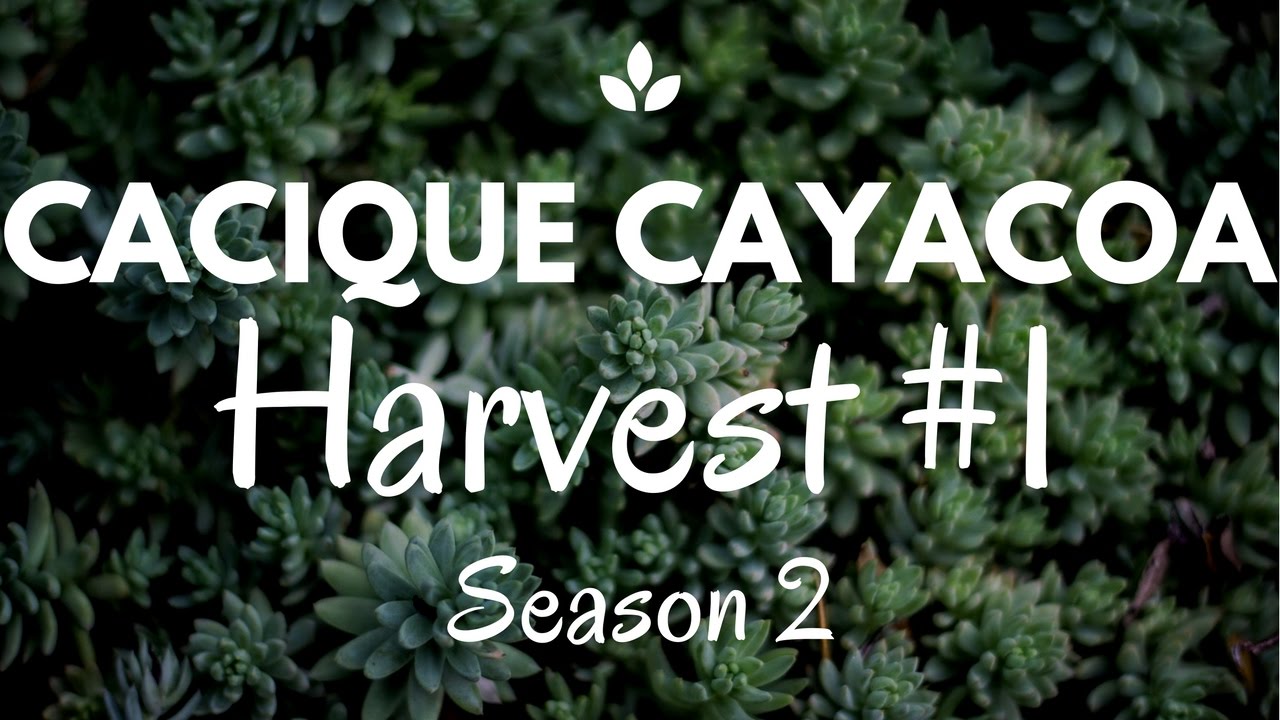 Harvest and Trim of Critical Autoflower from Royal Queen Seeds - Day 73