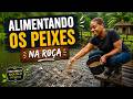 Debaixo de Chuva, Alimentando os Peixes na Roça! 🌧️🐟