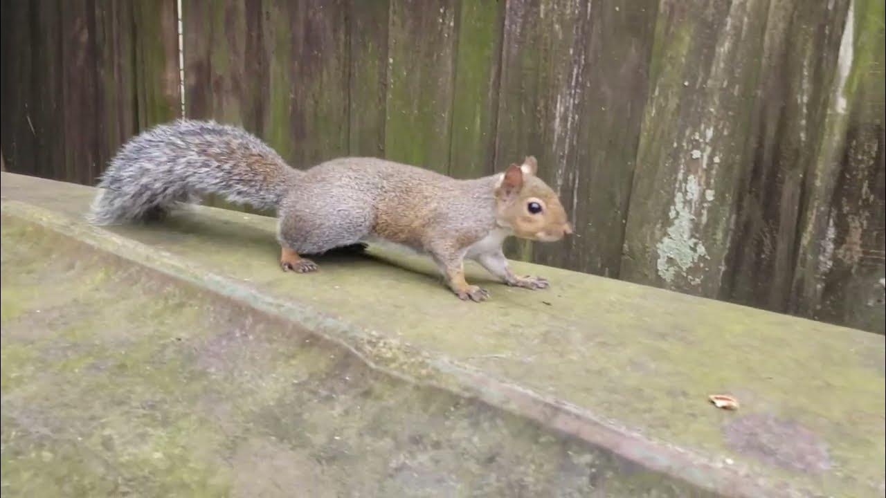 Squirrel "Lock Jaw".. What are You Going to Do.. YouTube