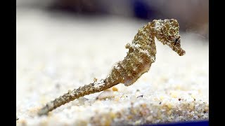 かんさいアニマルズ　京都水族館のサンゴタツ