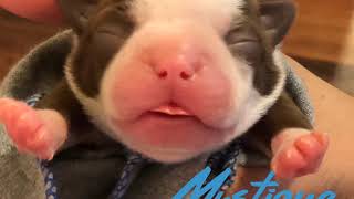 Boston Terrier puppies 2nd litter introduction video by Legendary Kennels 408 views 5 years ago 5 minutes, 4 seconds