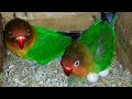 Day to Day love bird Growth days Progress - African lovebird  documentary