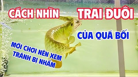 Trai Đuôi Của Quá Bối Nằm Đâu ?? Trên Clip mình chỉ cho