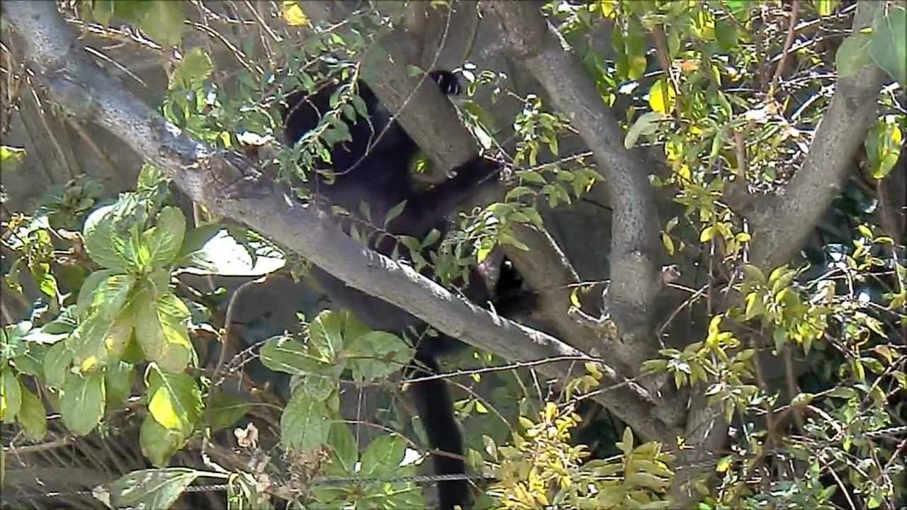 冬の鳥 名前は と ノラ猫 木から降りる Cat Down From Tree Youtube