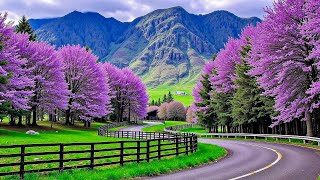 RELAXING MUSIC 🌿 Healing Positive, sleep music and calm stress relief sounds screenshot 1