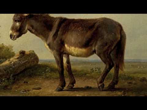 Saint-Saens: Carnival of the Animals~Hemiones (animaux veloces) Wild Asses