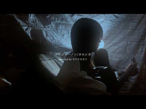 【アルジャーノン/ヨルシカ】covered by サクヤサオリ【弾き語り】TBS火曜ドラマ『夕暮れに、手をつなぐ』主題歌