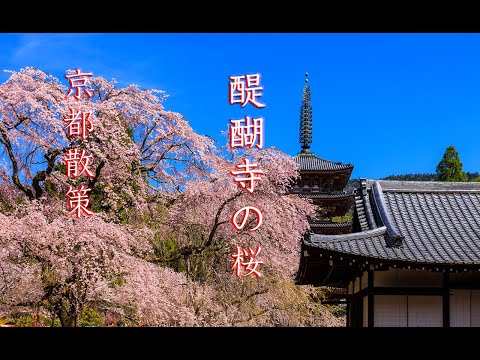 「京都散策」2022年 醍醐寺のしだれ桜やソメイヨシノ   Daigo-ji Temple  kyoto 4K