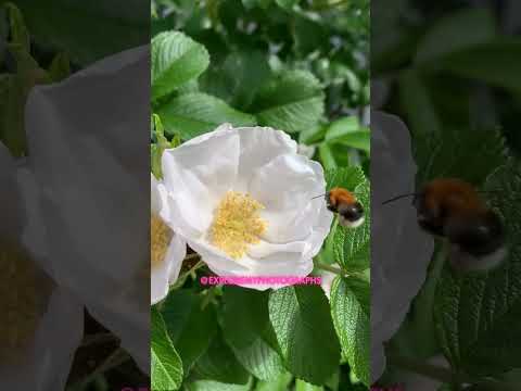 Bumblebee's Dance with a White Bloom #Shorts #Viral #ExploreMyPhotographs