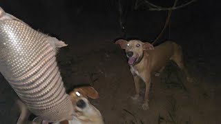 Armadillo hunting. In these scary places, the faces are big 😕