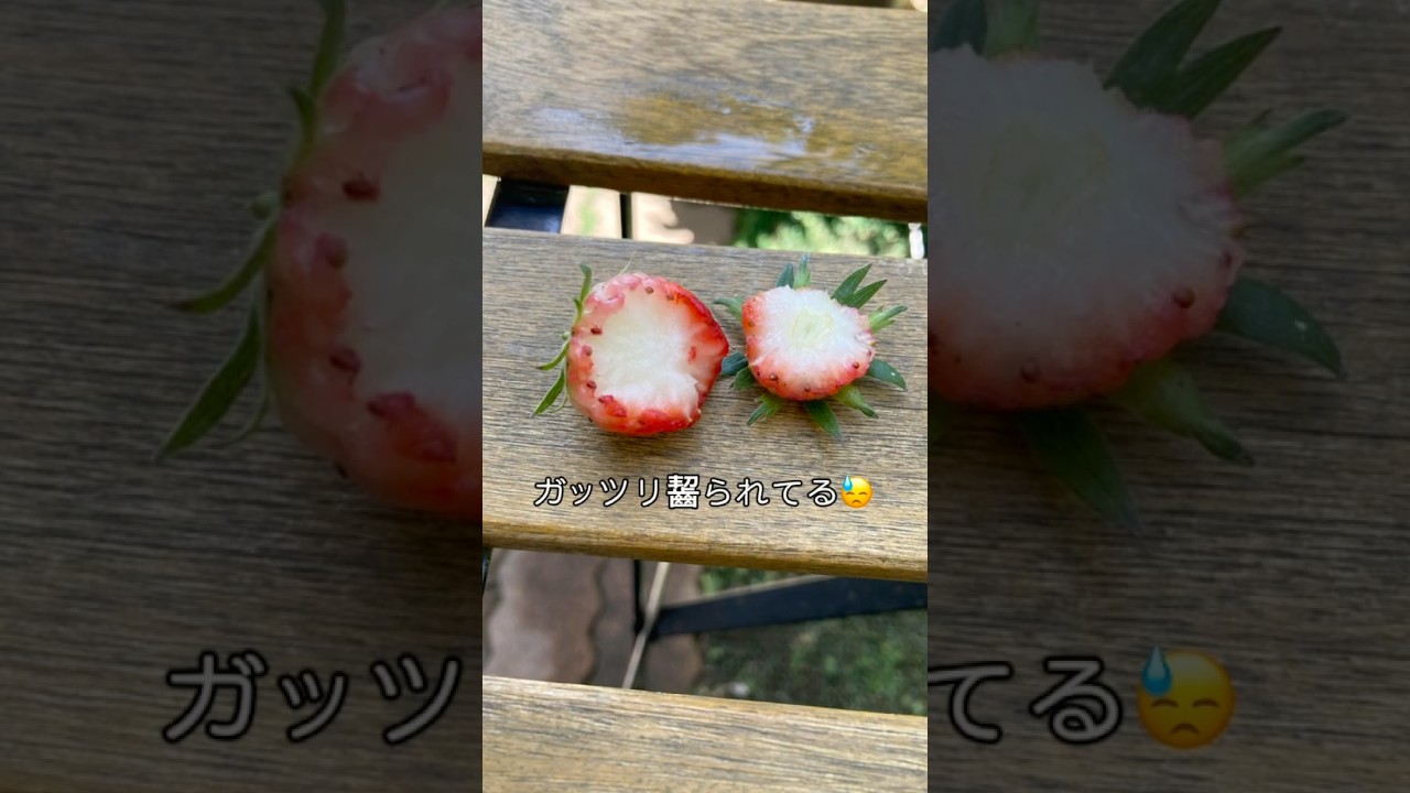 楽しみにしていたイチゴ🍓犯人は誰だ⁉️#shorts