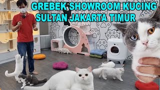 GREBEK SHOWROOM KUCING MEWAH MILIK SULTAN JAKARTA TIMUR