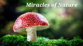 Miracles of Nature-🍄🍄🍄🍄🍄