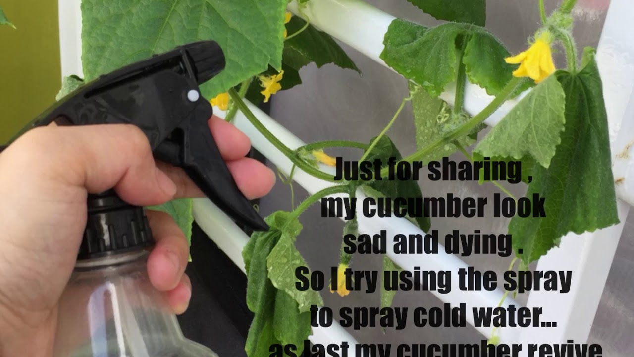 How to revive your cucumber YouTube