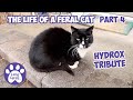 Hydrox TRIBUTE * Part 4 * Feral Cat Video COMPILATION * The Life Of A Feral Cat