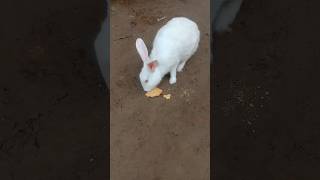 Home Rabbit youtubeshorts shortsvideo