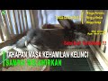 TAHAPAN MASA KEHAMILAN KELINCI SAMPAI MELAHIRKAN