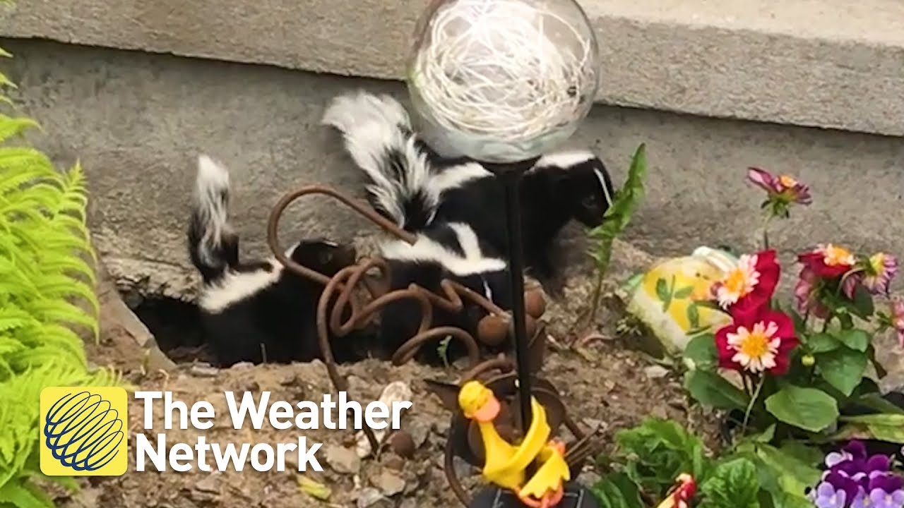 video phone beyonce mp3 CUTE: Look at where these baby skunks chose to make their den this year
