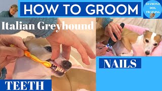 Grooming Tips: Keep Your Dog's Teeth & Nails Looking Great
