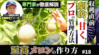 【至高のメロン栽培】劇的に甘くするために！プロが行う収穫直前の管理方法を公開！｜専門家が徹底解説  #18