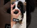 はな👃👌を覚えた0歳3ヶ月半のバーニーズ #大型犬 #バーニーズマウンテンドッグ #bernesemountaindog