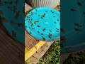 feeding new bee hive. I think they are hungry. #backyard #beekeeping #honeybee
