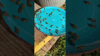 feeding new bee hive. I think they are hungry. #backyard #beekeeping #honeybee
