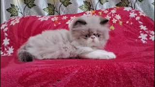 Super Fluffy Punch Face Ragdoll Kitten 😻 | Cute Male Baby Cat Relaxing screenshot 5