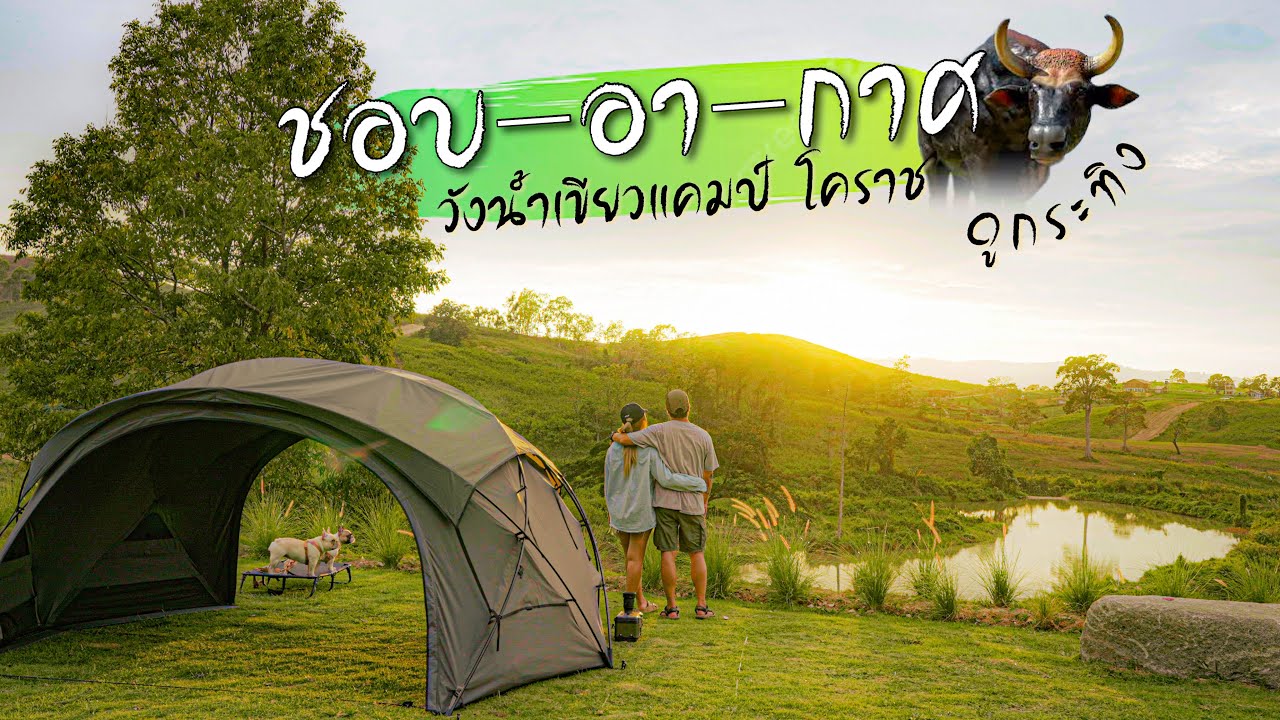 กางเต็นท์ ดูกระทิง ที่เขาแผงม้า ลานกางเต็นท์ใหม่ ชอบอากาศ วังน้ำเขียว Ep.152 กระทิงลงมาใกล้มาก