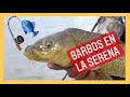 Barbos en la Serena