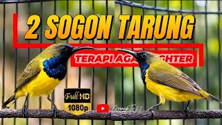 [ 2 burung saling tarung ] Terapi naikin fighter burung bahan setengah jadi