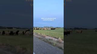 “Just a bunch of curious grass puppies 🥺❤️”#cow #animals #cute #funny #fyp #shorts