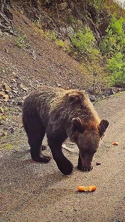 Подруга с ДВ прислала видео из поездки за город🙈 И это не лес.. # ...