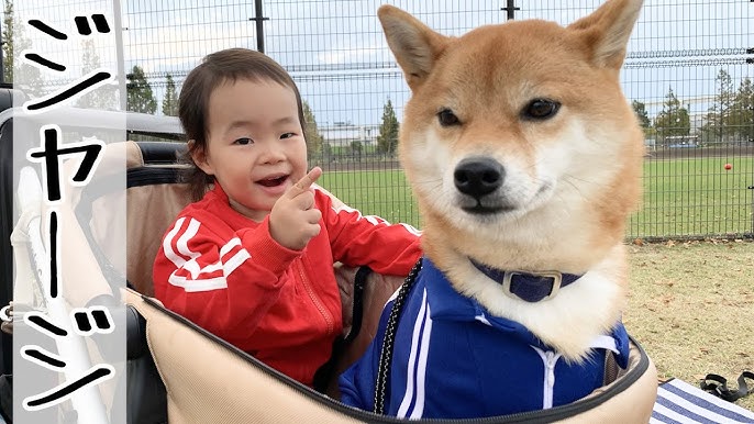 柴犬と暮らすと娘が犬化するらしい 犬と子供のvlog Youtube 柴犬と暮らすと娘が犬化するらしい 犬と子供のvlog Youtube