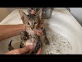 FIRST BATH for Baby Kitten was STARVING on the street-Kitten Meowing for foods but people Ignored